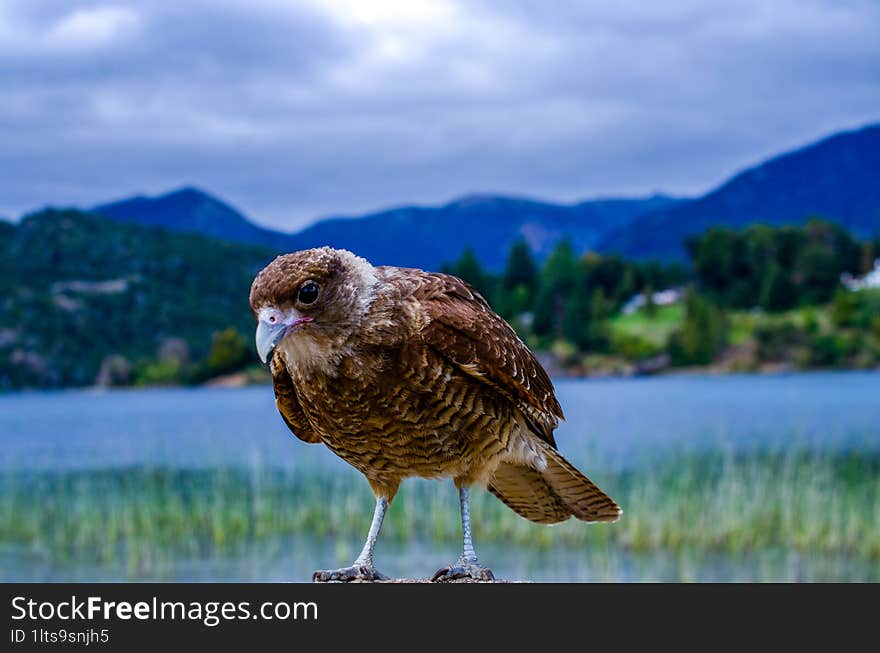 A curious sparrow next to a lake