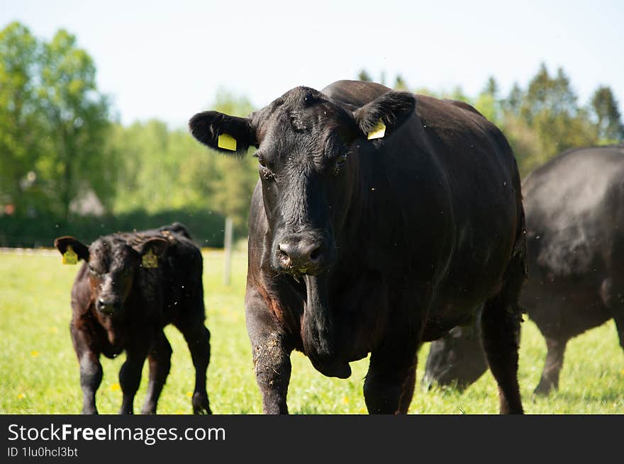 Black angus cow and calf in summer day