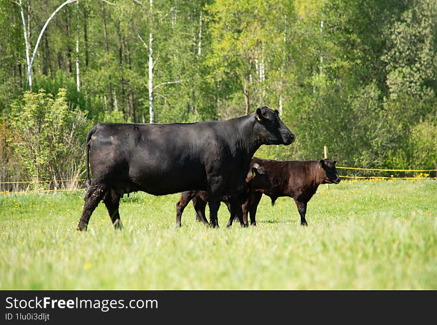 Black angus cow and calf standing in grass on summer day