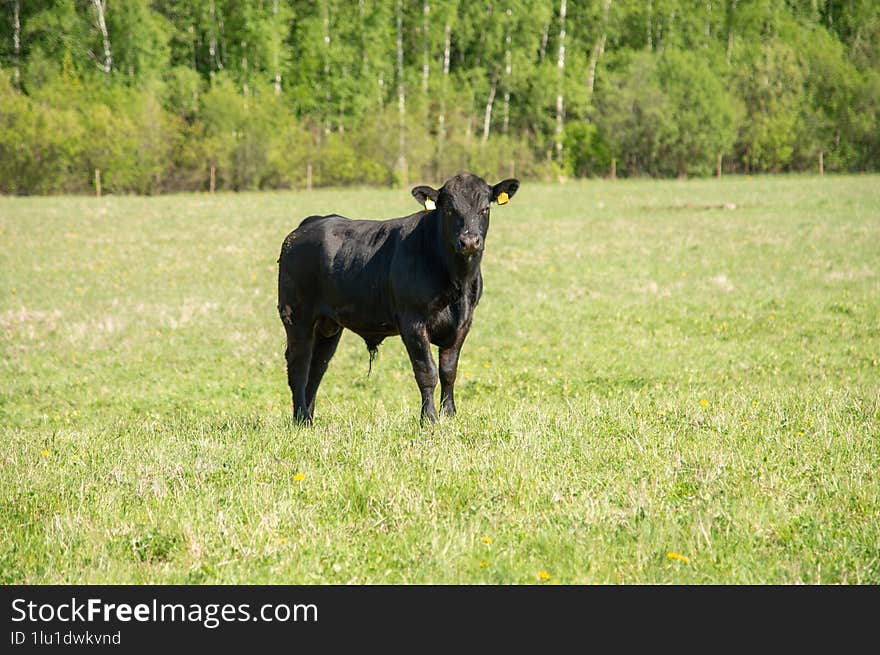 black angus bull standing on field on sunny day