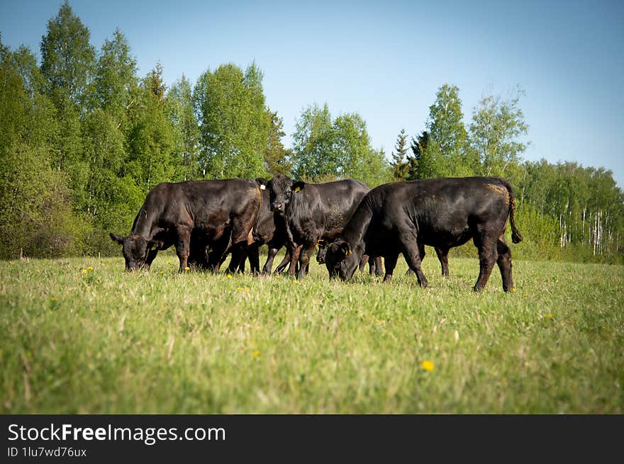 black angus young bulls in sunny day grazing