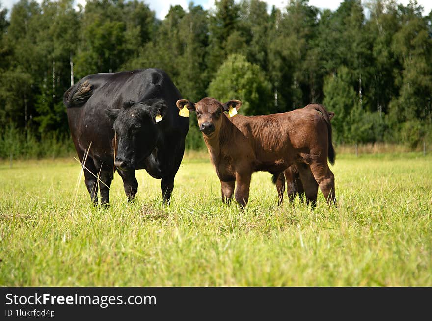 Black angus calf and cow on grassland forest in background