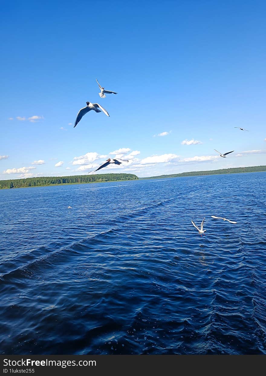 Lake Seliger, seagulls over the water