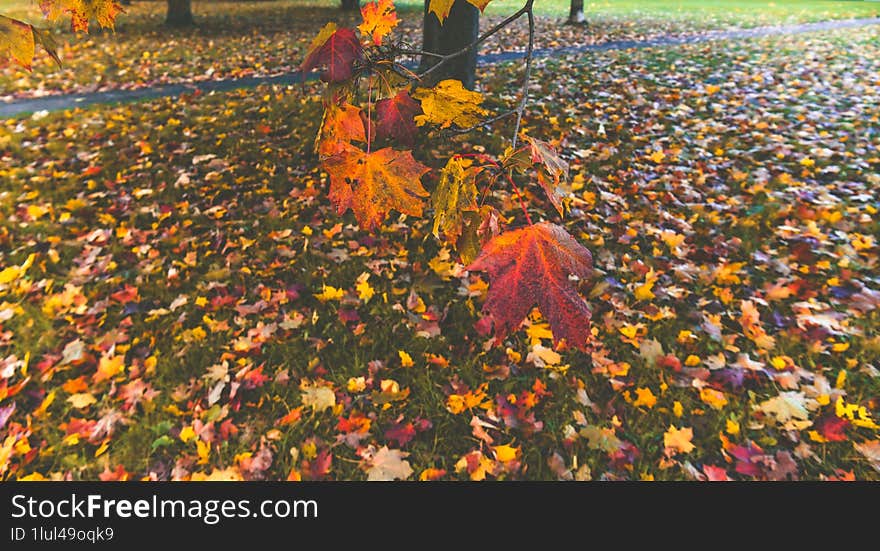 Autumn, colorful leaves, parks full of colorful trees