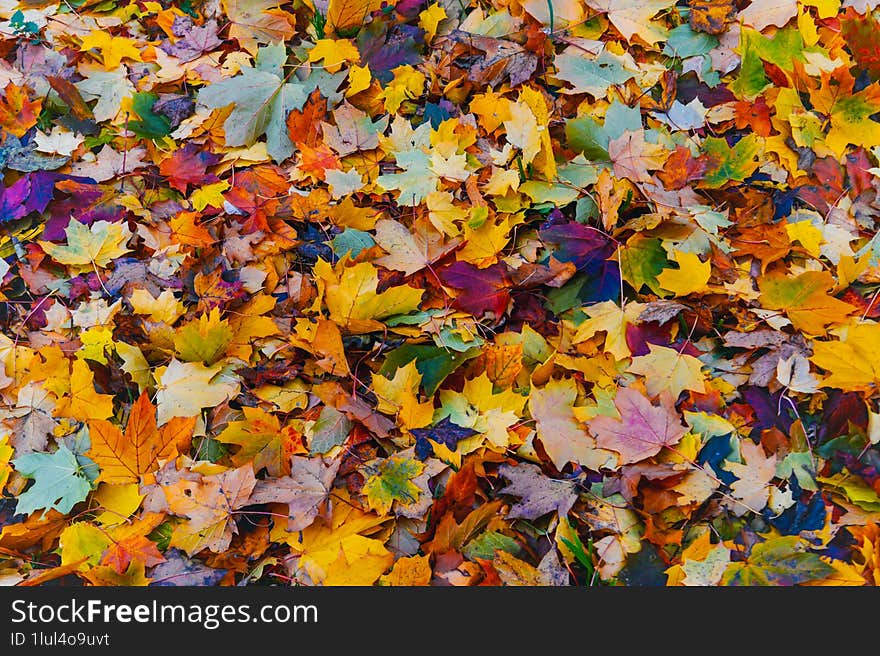 Autumn, colorful leaves, parks full of colorful trees