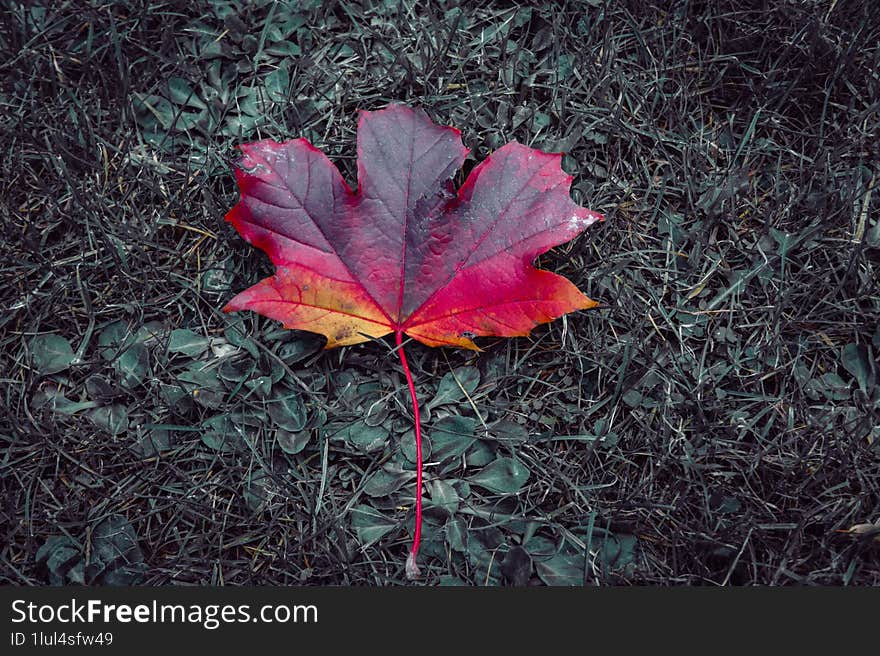 Autumn, colorful leaves, parks full of colorful trees