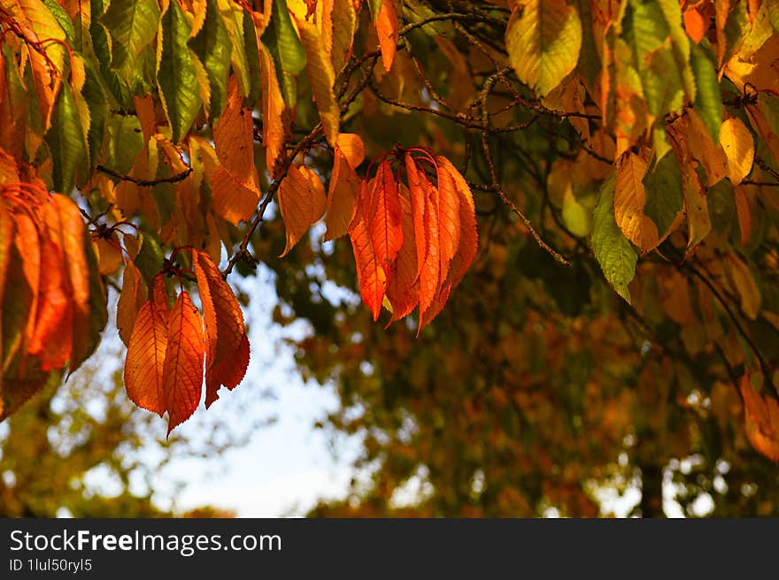 Autumn, colorful leaves, parks full of colorful trees