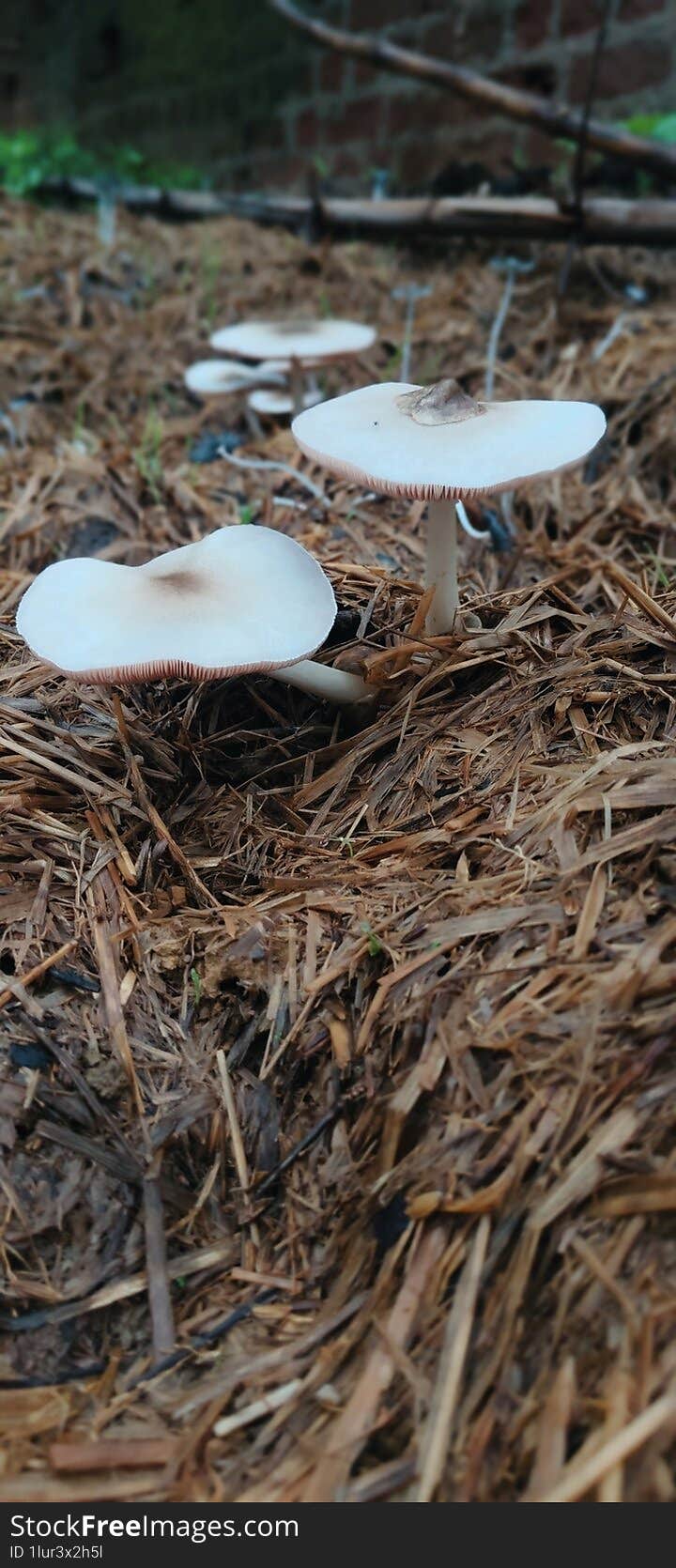 A mushroom or toadstool is the fleshy, spore-bearing fruiting body of a fungus, typically produced above ground, on soil, or on its food source. Toadstool generally denotes one