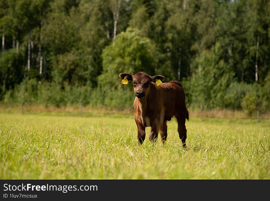 Black angus calf in grass, background in forest