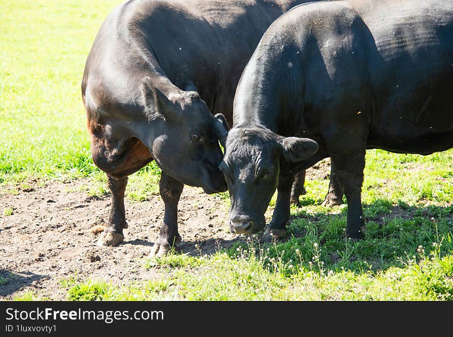 two black angus cows standing on field