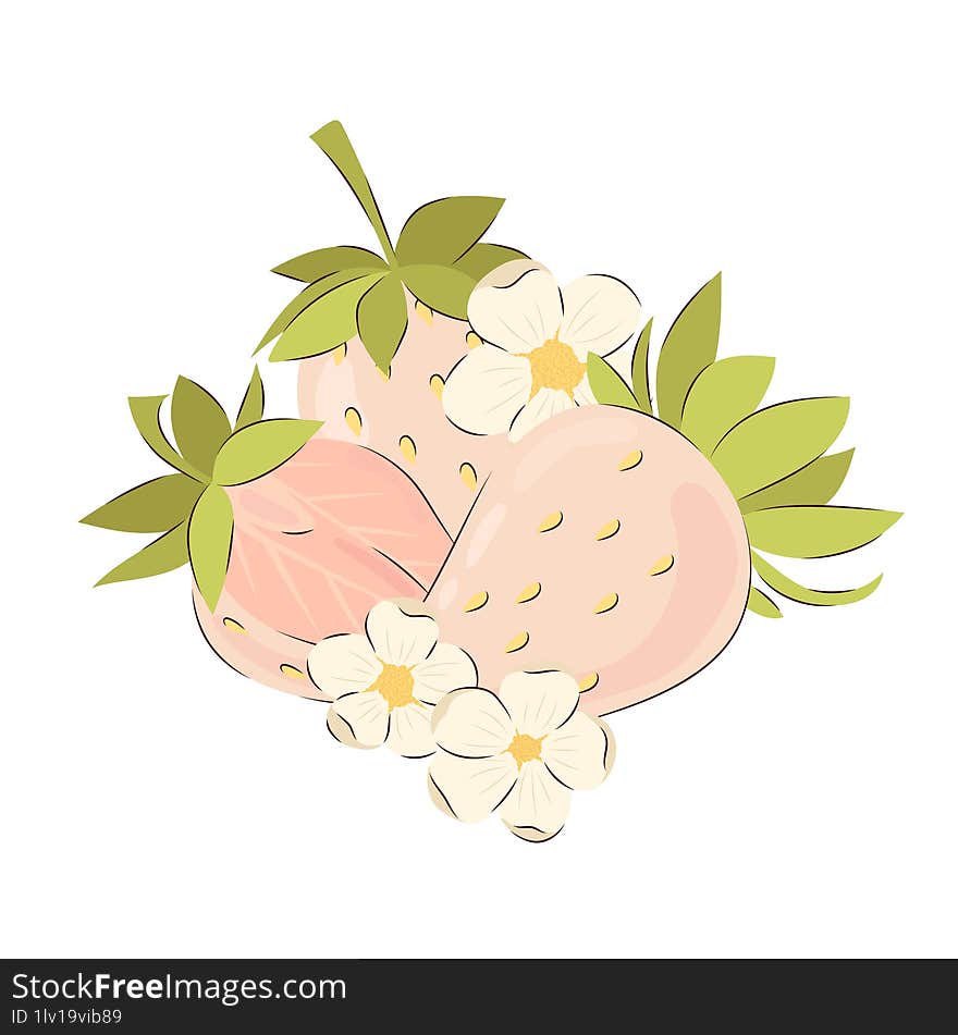 Three ripe juicy white strawberries. Vector illustration of summer berries.