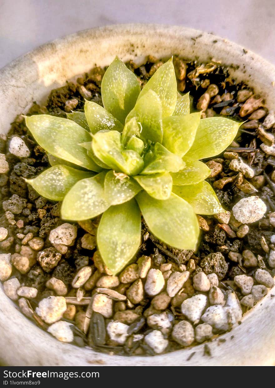 beautiful haworthia succulent cactus green