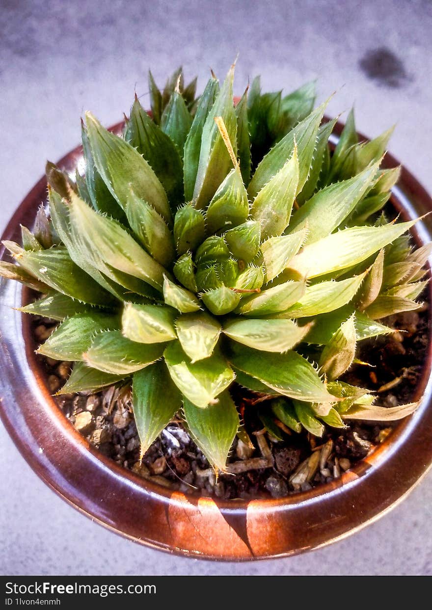 beautiful haworthia succulent cactus green