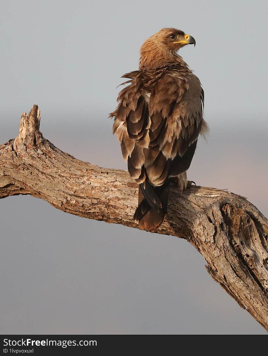 Tawny Eagle captured at Samburu Wildlife Reserve in Kenya