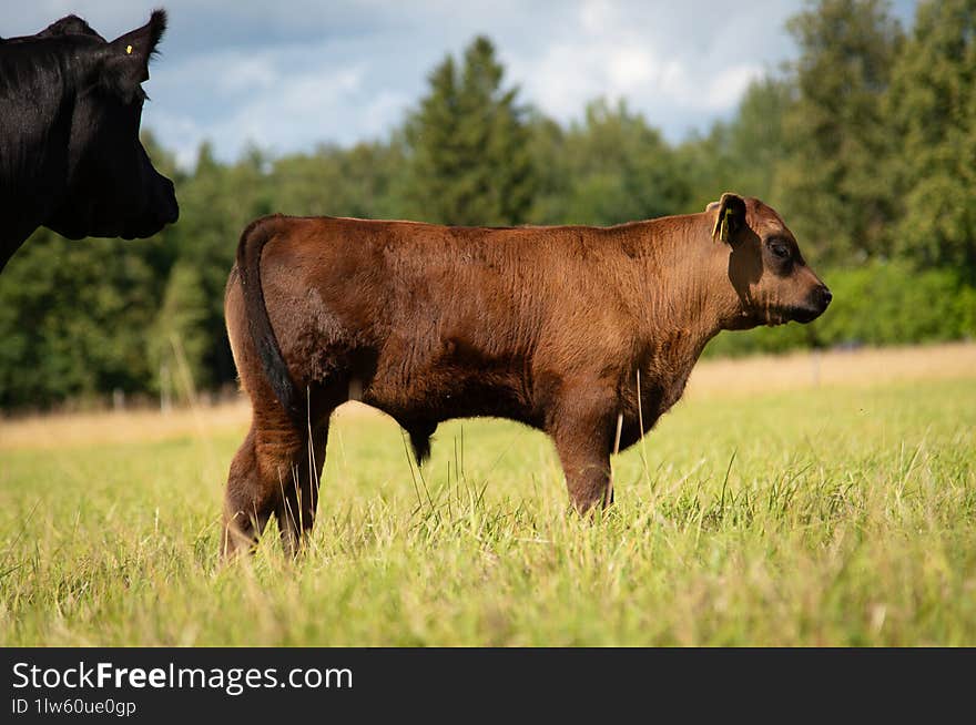 Black angus bull calf standing in tall grass on summer day