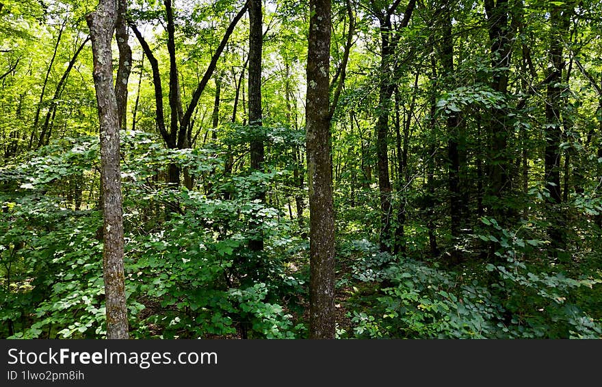 Dense and thick greenery in the wooded forest in rural Connecticut.