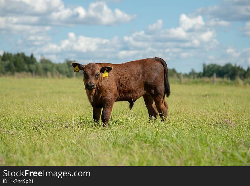 Black angus bull calf standing in tall grass on sunny summer day