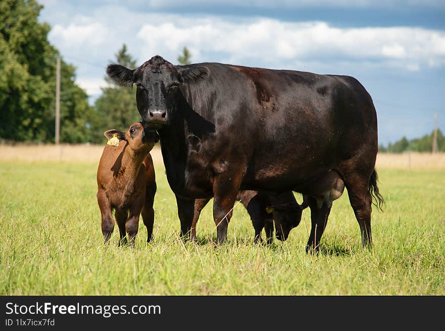 Black angus cow and calf standing in grass on sunny summer day