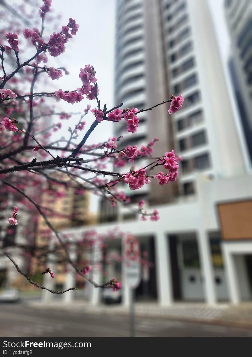 Oriental cherry trees winter brazil