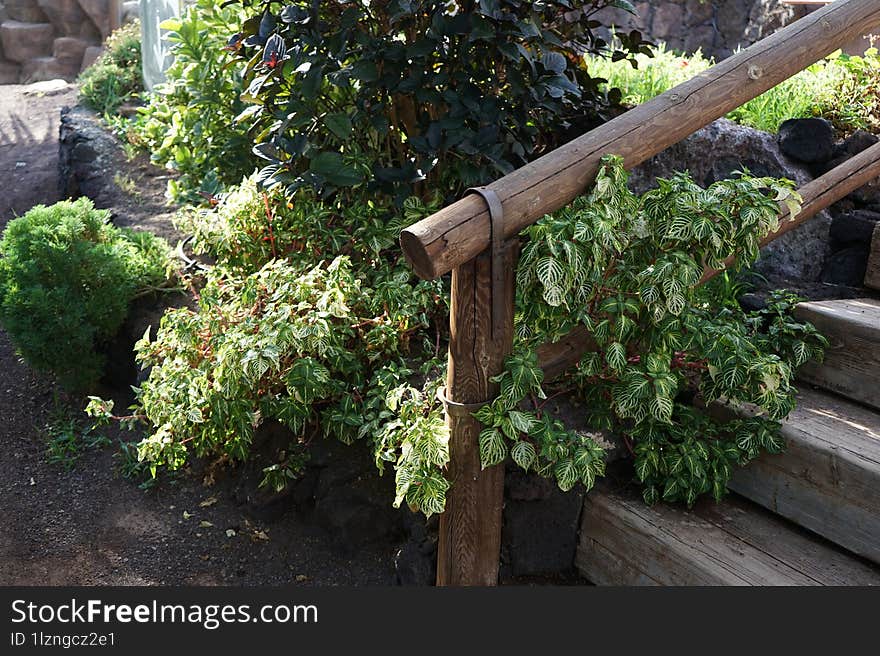 Iresine Diffusa With Variegated Leaves Grows In November. La Lajita, Las Palmas, Spain