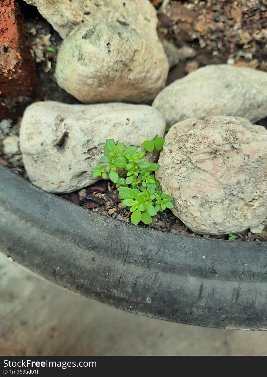 New shoots of plants growing between the rocks.