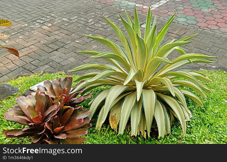 School Garden. Ahave Americana and Red Bromelia Plants.