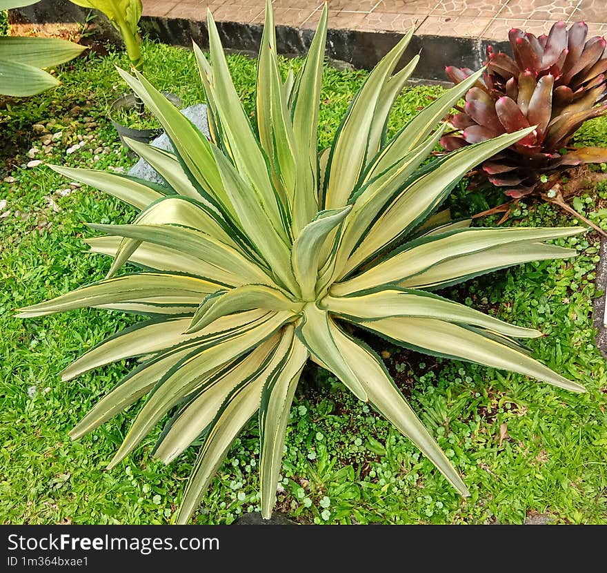 School Garden. Ahave Americana and Red Bromelia Plants