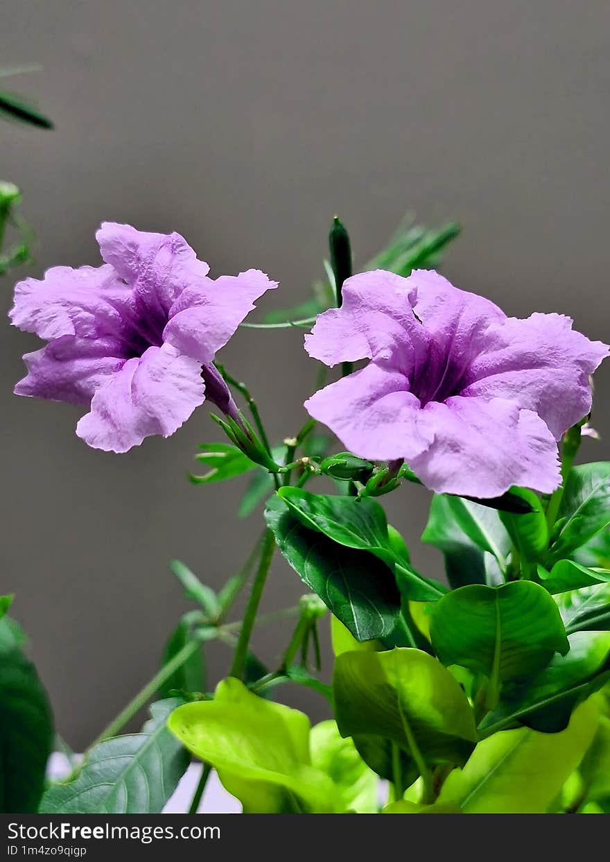 Close-up of Ruellia tuberosa in the garden.