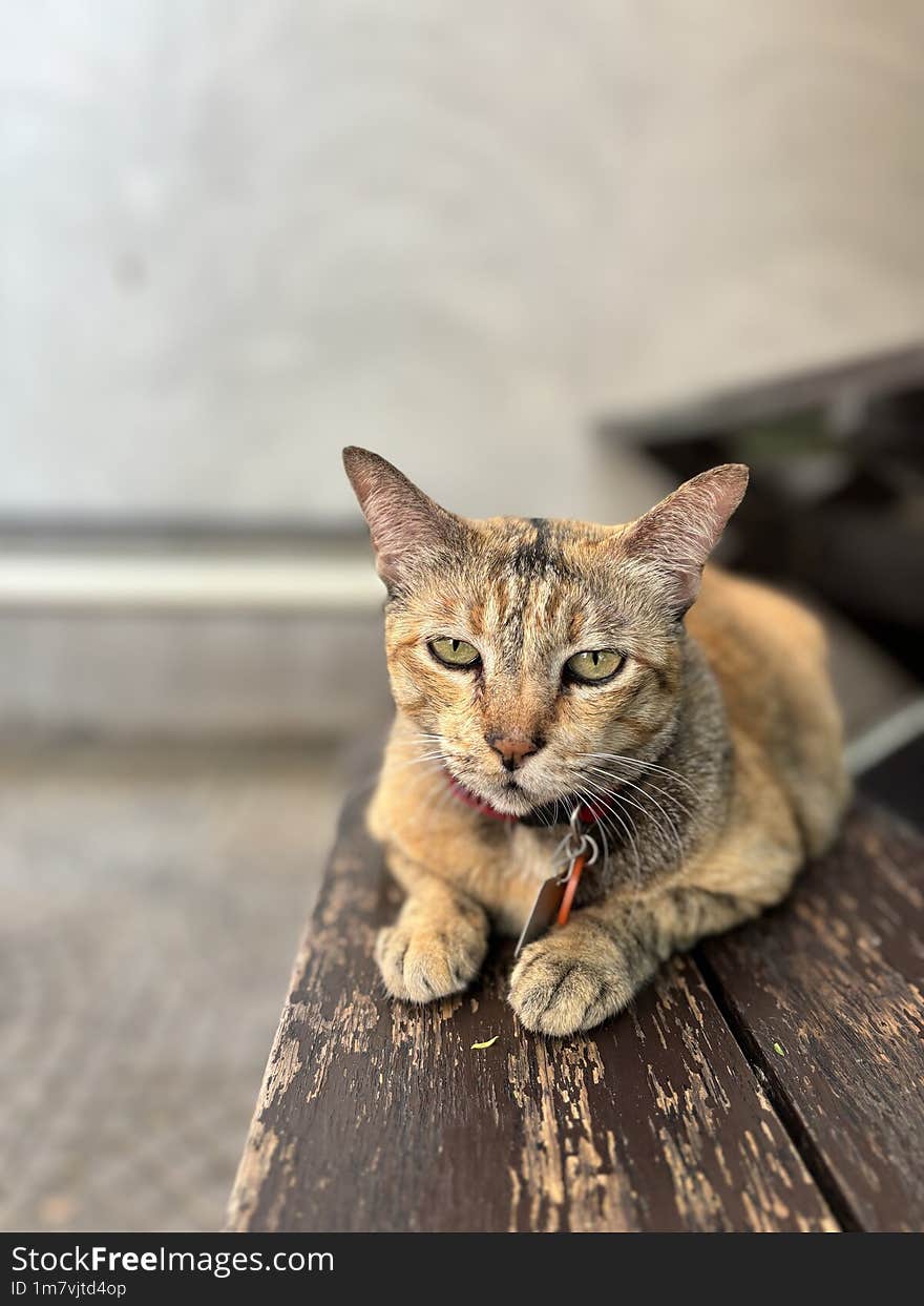 Srinuan the stray cats live their lives at the Faculty of Economics, Kasetsart University, Thailand.