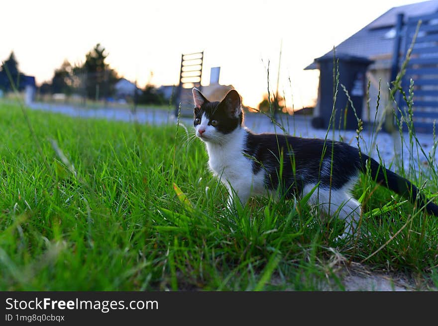 A Cat In The Grass At Sunset Looking For A Mouse