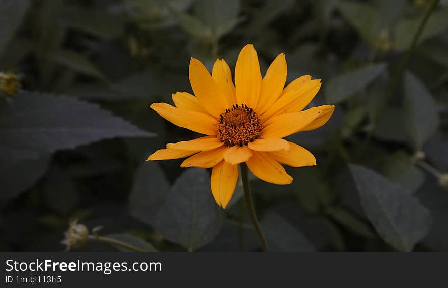 bright yellow sunflower leaves in background