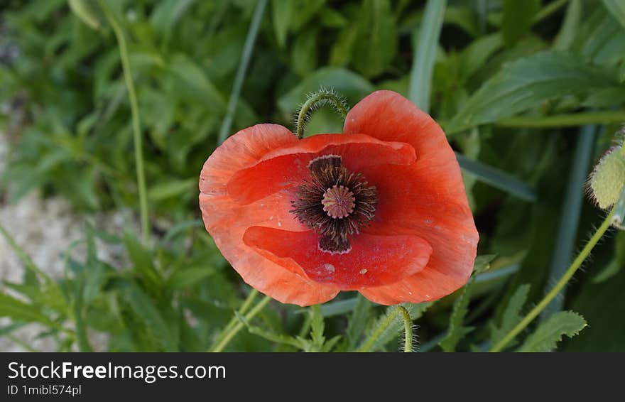 Closeup Of A Common Red Poppy