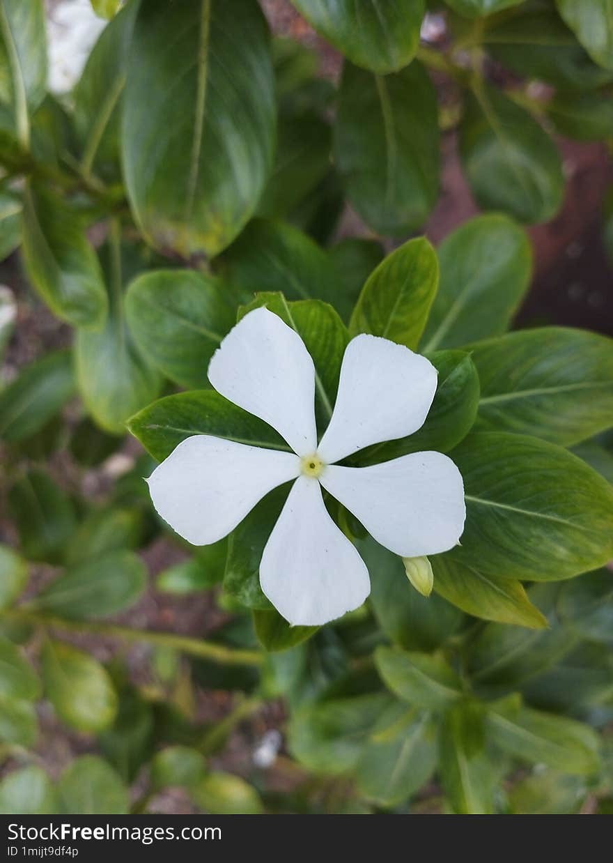 white flower