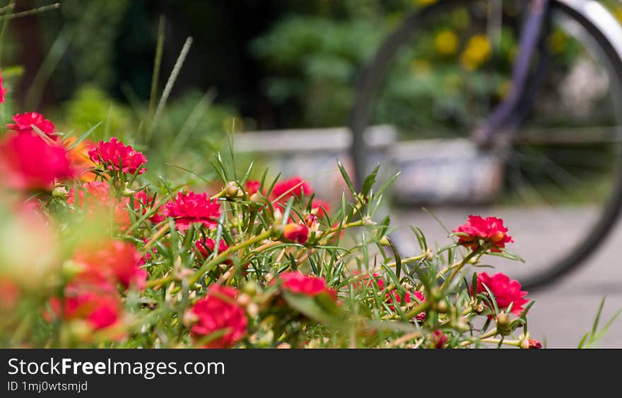 Moss-rose Purslane & x28 or Portulaca grandiflora& x29