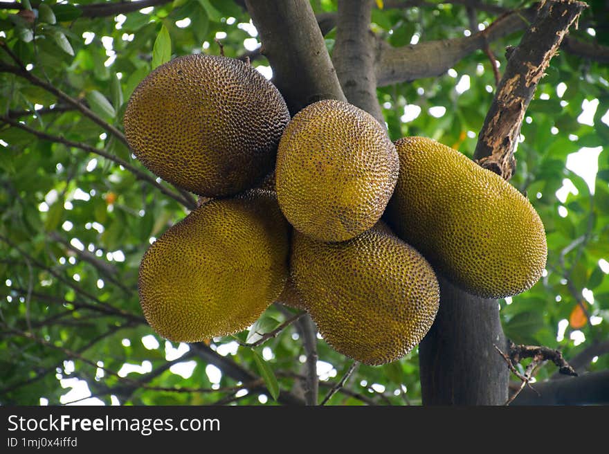 A cluster of jackfruits hanging from the branch of the tree