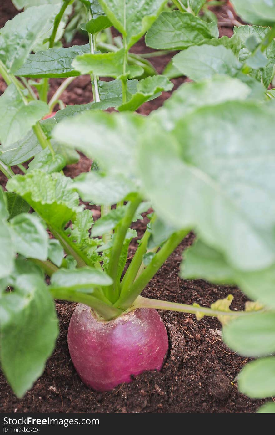 Red radish growing in soil. The radishes are ready for harvest.