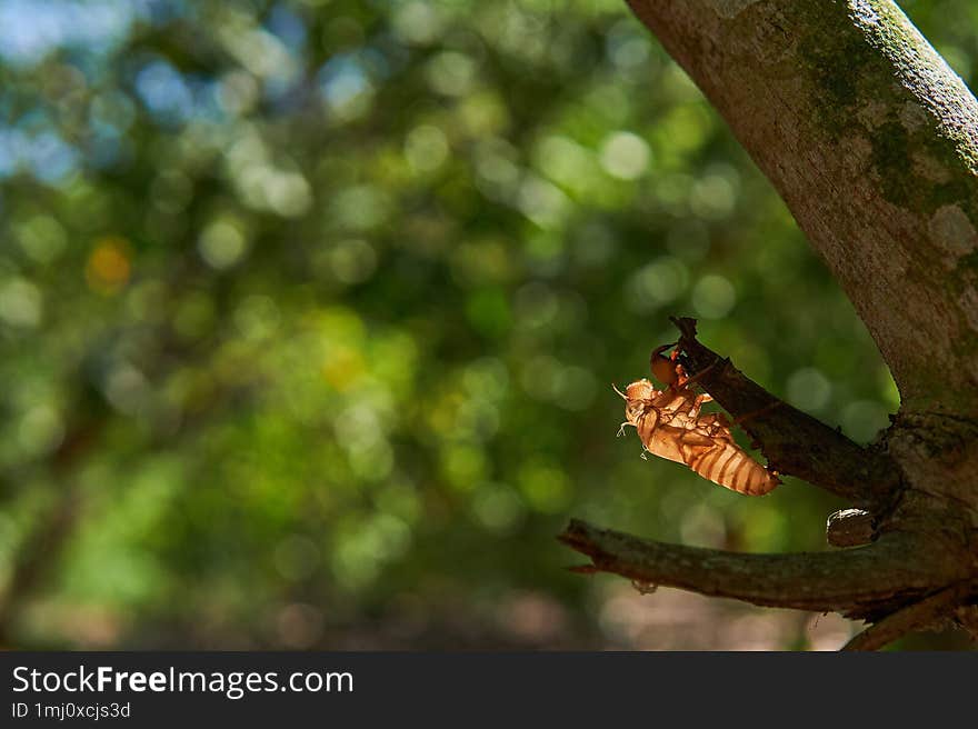 Close-up view of a tree branch with a an empty cicada exoskeleton clinging onto the tree bark