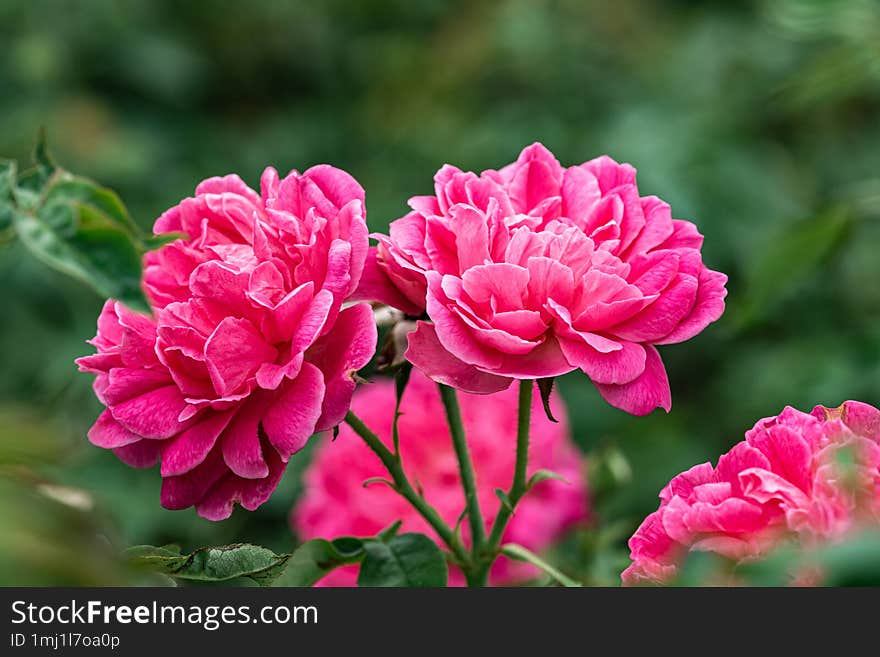 A close-up of blooming vibrant pink roses with multiple layers of petals, isolated on a  green blurred foliage background.