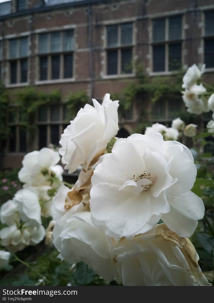 Beautiful Flowers At Plantin-Moretus Museum.