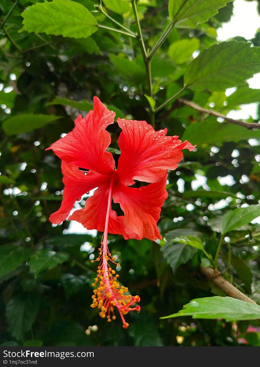 Hibiscus flower so pretty and attractive