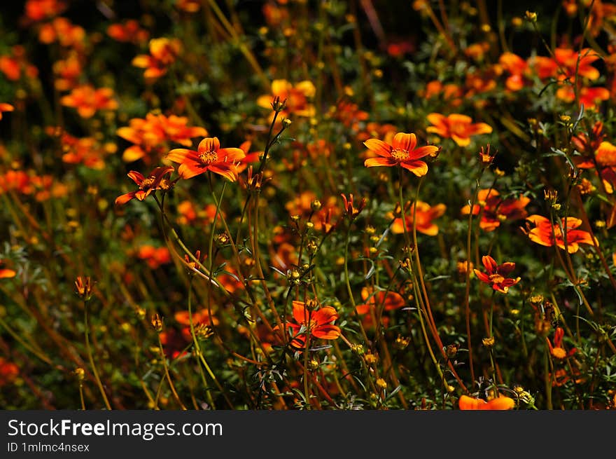 Bidens triplinervia. Nice colorful flowers.