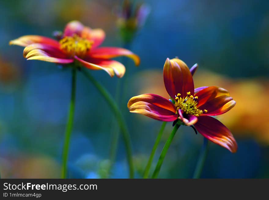 Bidens triplinervia. Wonderful colorful flower.