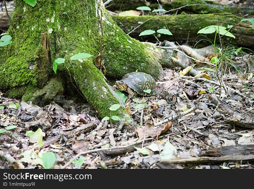 Woodland Box Turtle foraging in a flood. Woodland Box Turtle foraging in a flood