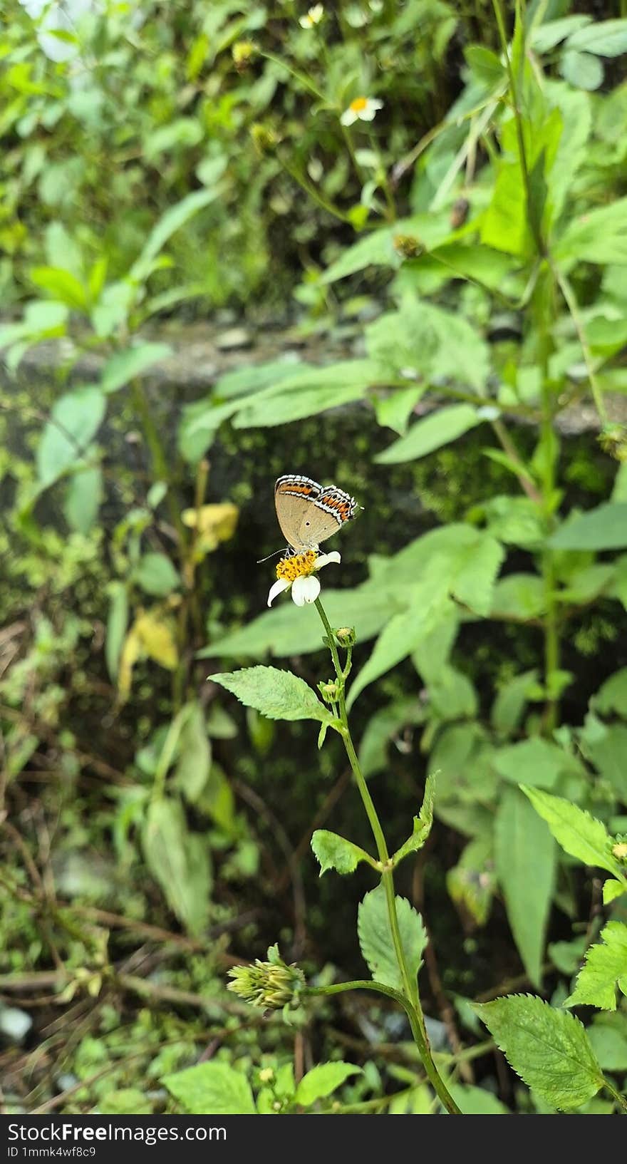 Beautiful butterfly and Beautiful yellow flower