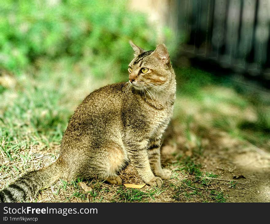 A handsome cat looked to the side of camera