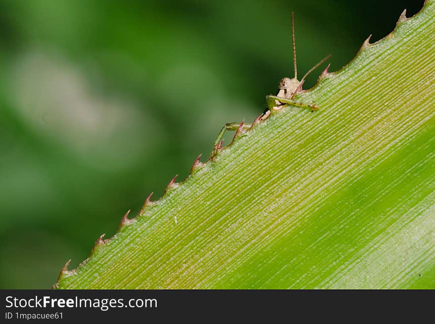 A grasshopper hiding behind a pineapple leaf