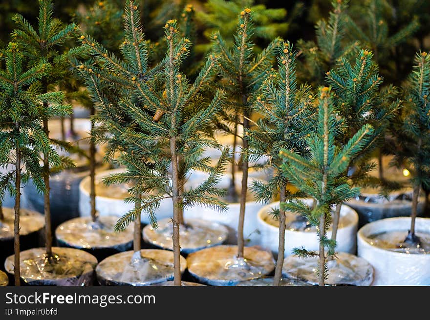 Young pine trees planted in individual white pots.