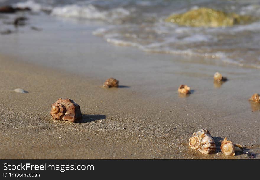 Conch Shell On Beach With Waves