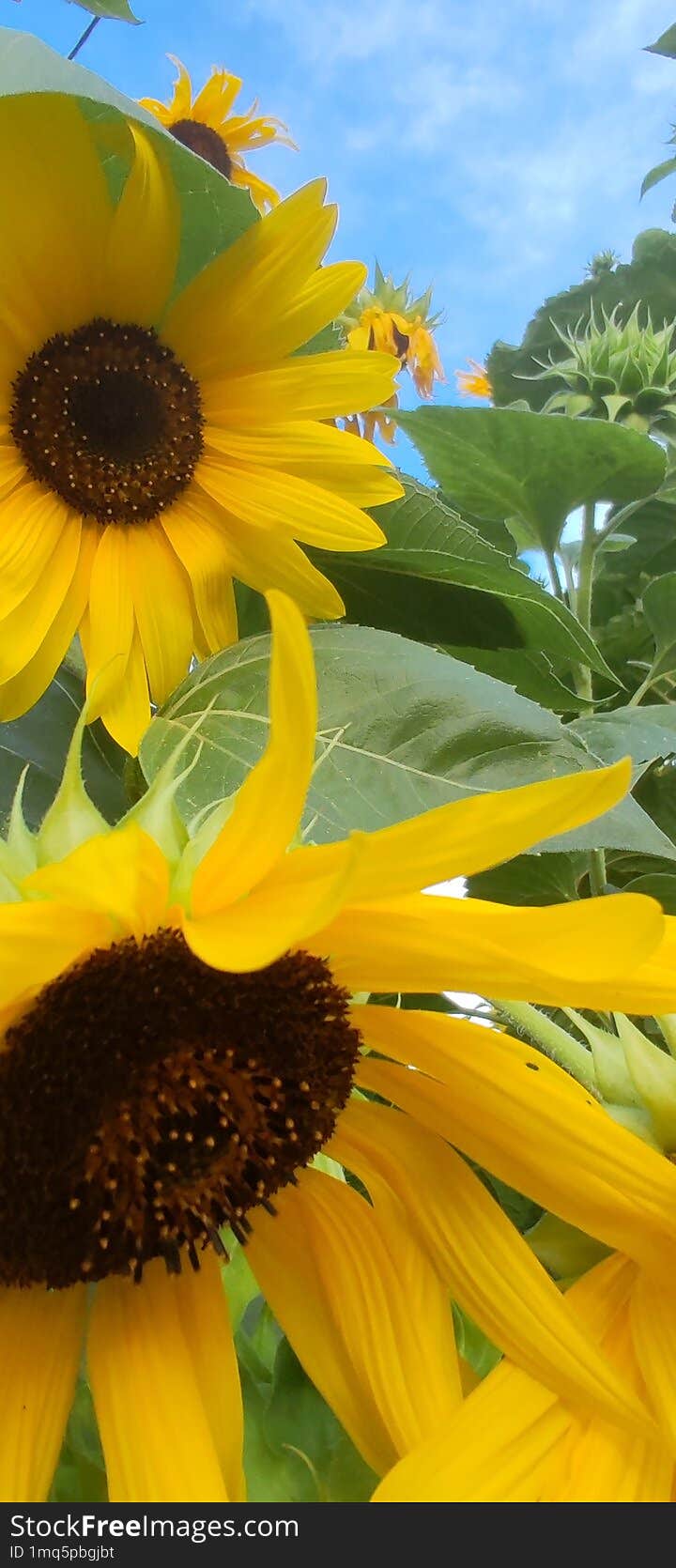 Sunflower And Blue Sky.