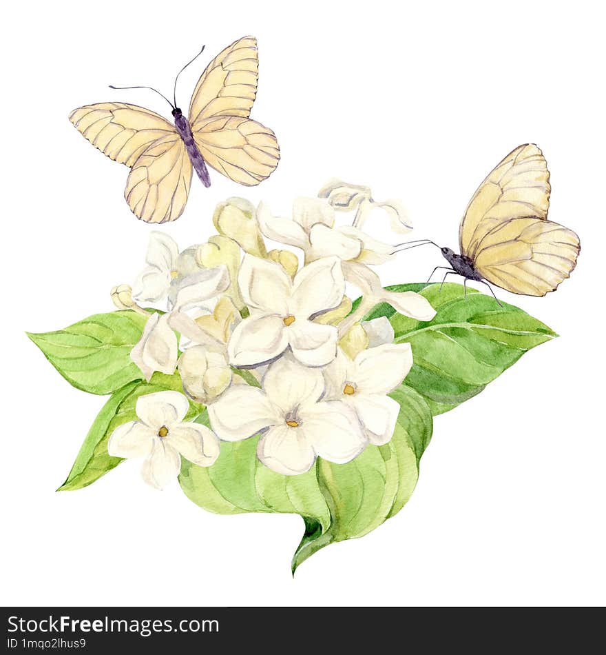 Watercolor illustration of lilac. Branch of white syringa with leaves, flowers and buds. Fragrant spring flower and butterflies on a isolated background for wedding invitation, greeting card